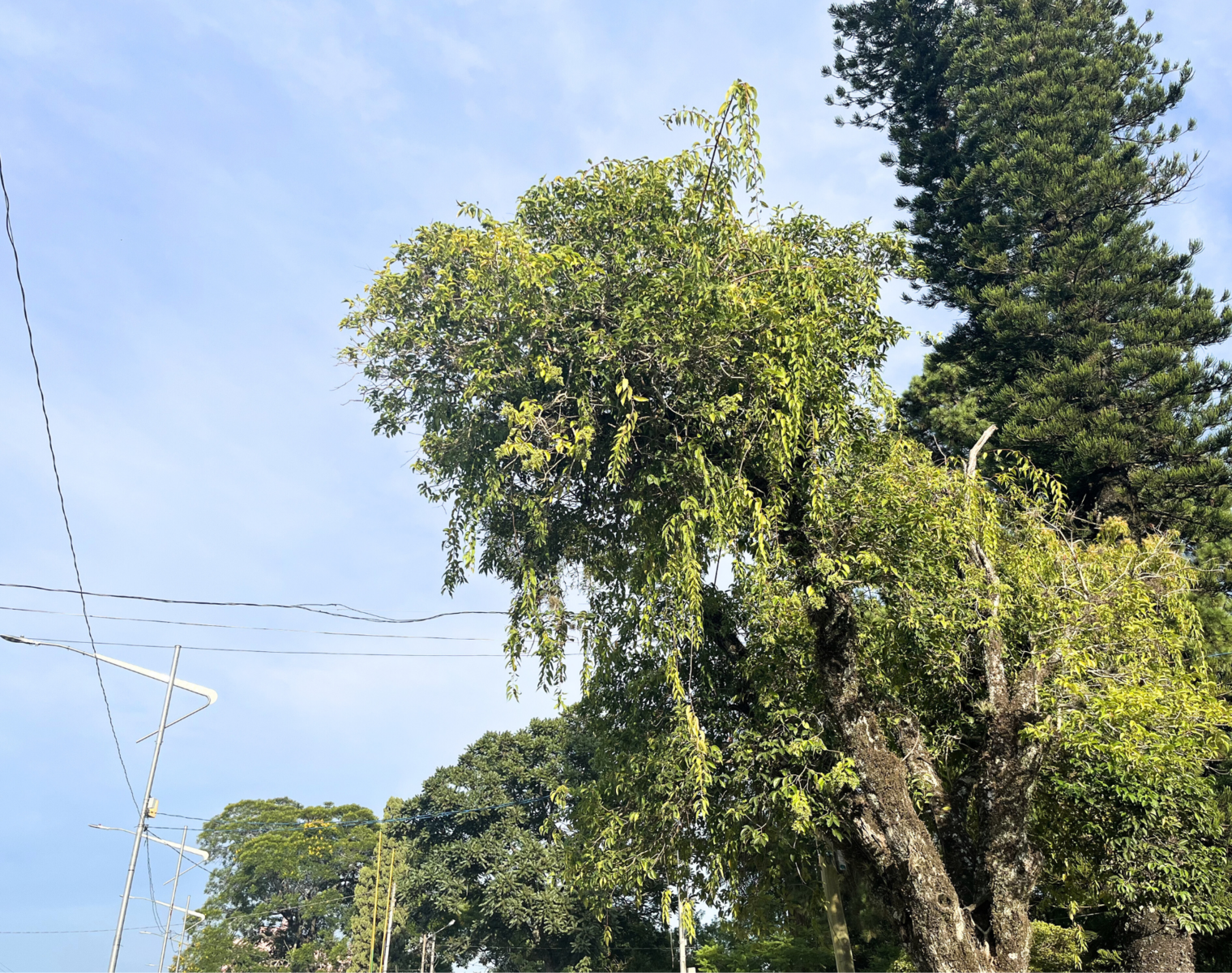 MEDIDA SITE  (12).png