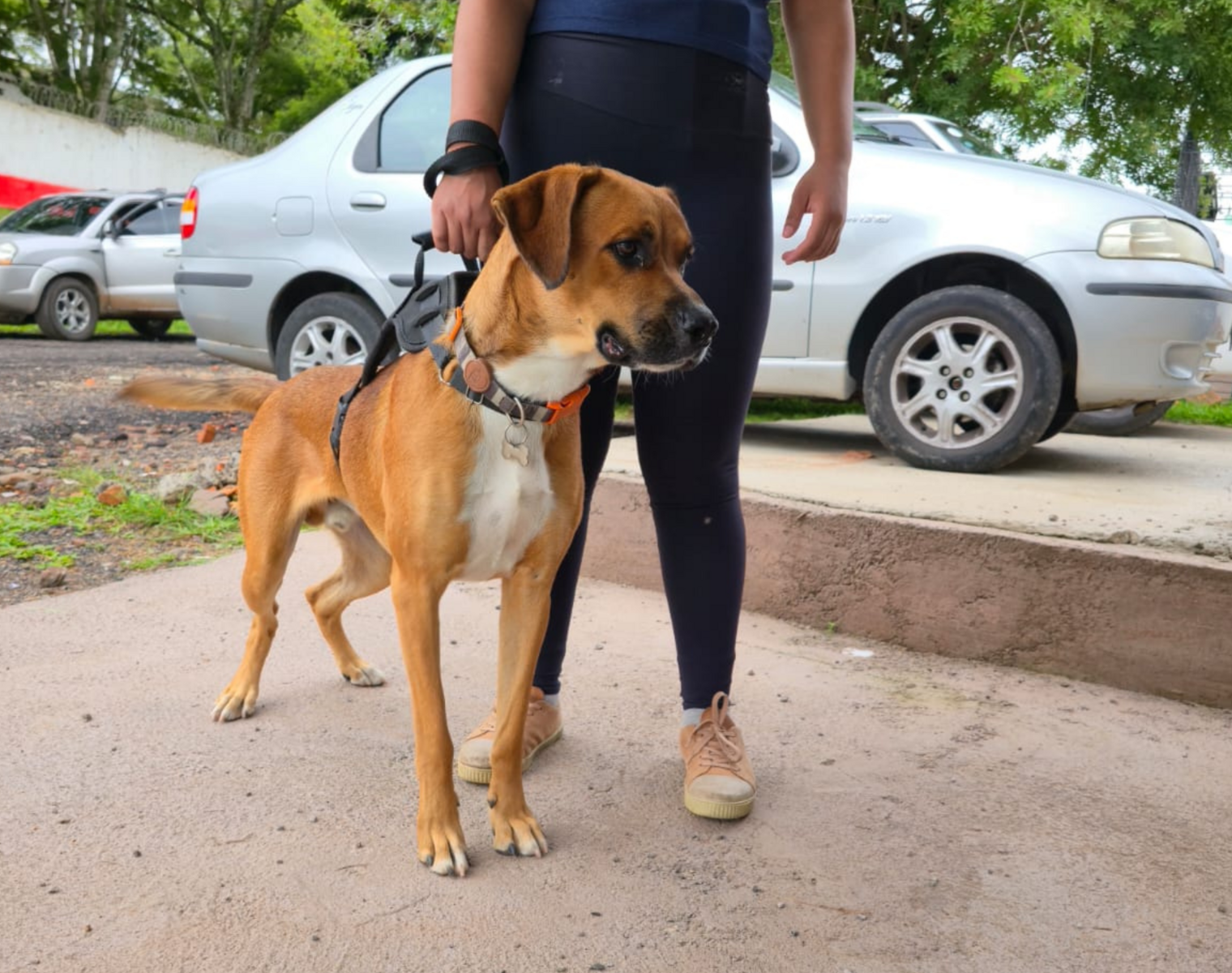 MEDIDA SITE  - 2026-04-16T125621.329.png