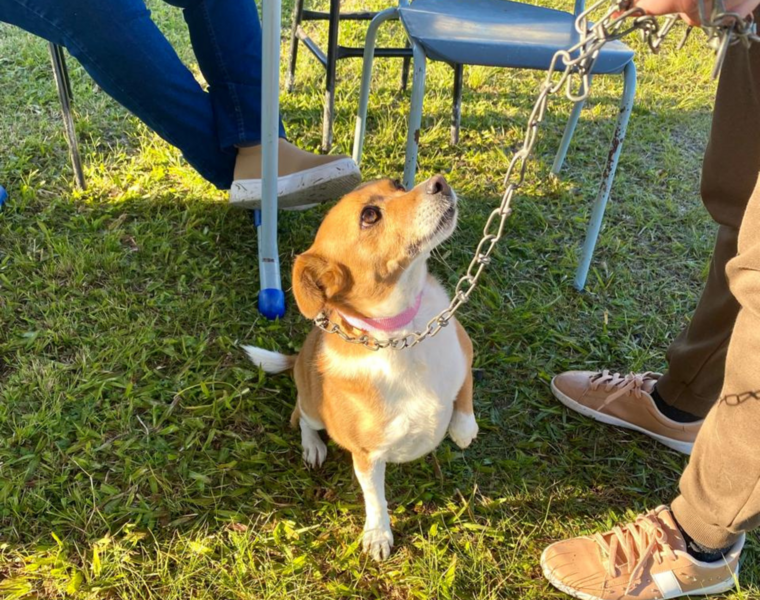 acoes-de-sanidade-animal-promovem-cuidados-com-os-pets-em-rosario-do-sul