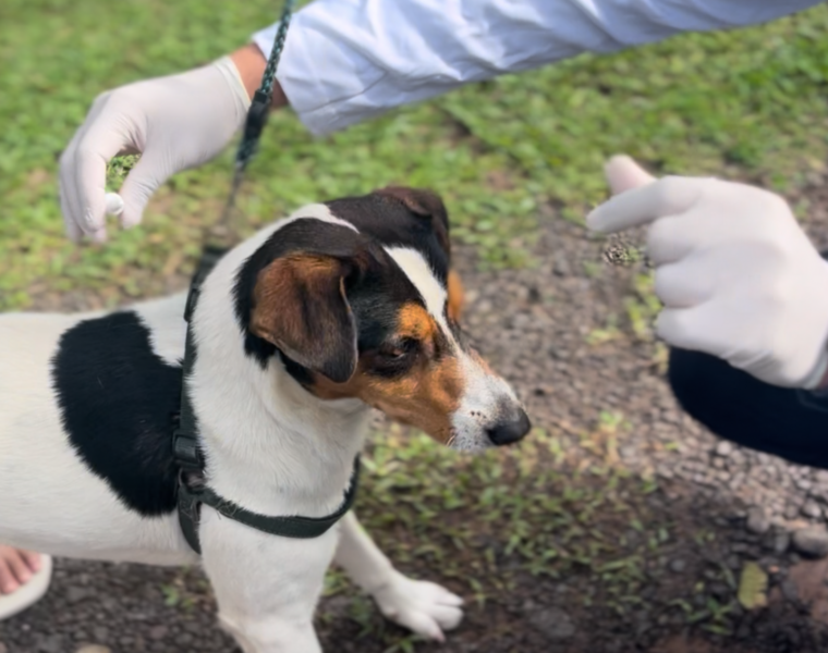 sanidade-animal-realiza-acoes-em-dois-bairros-e-beneficia-96-caes-e-gatos-durante-o-mes-de-julho